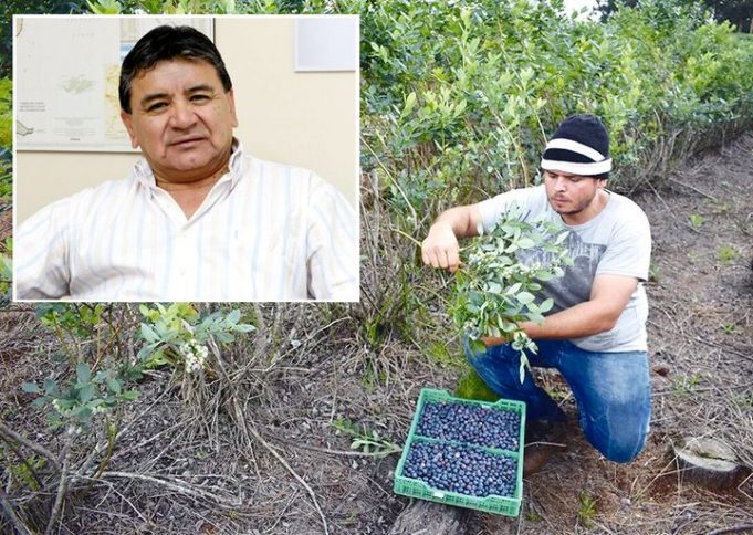 RURALES: UATRE perfora el techo salarial con un aumento del 84% para el peón de cosecha del arándano