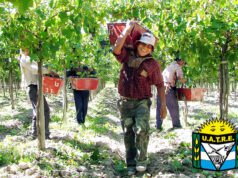PARITARIA RURALES: La UATRE denuncia que la Mesa de Enlace ofrece salarios de miseria